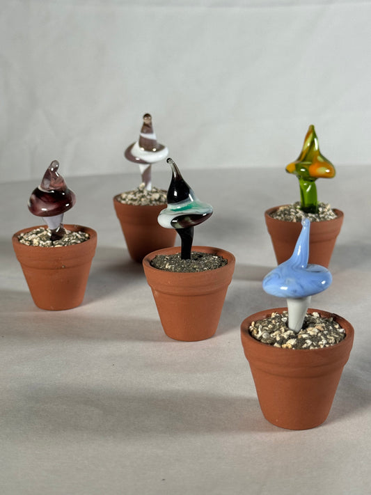 Whitianga's Magical Mushrooms