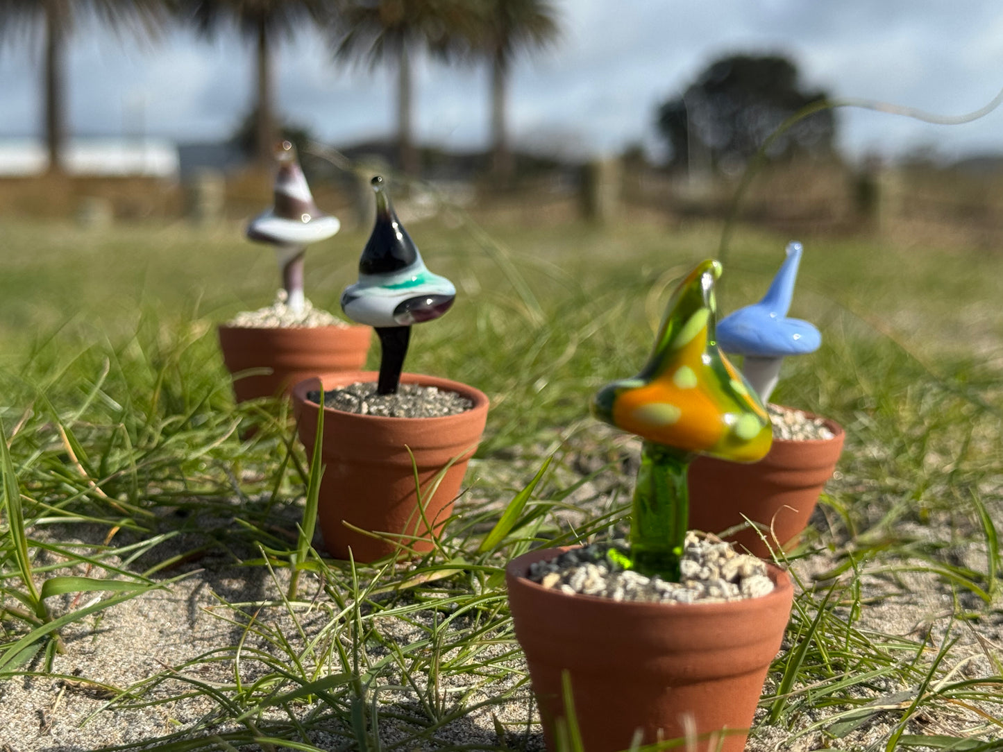 Whitianga's Magical Mushrooms