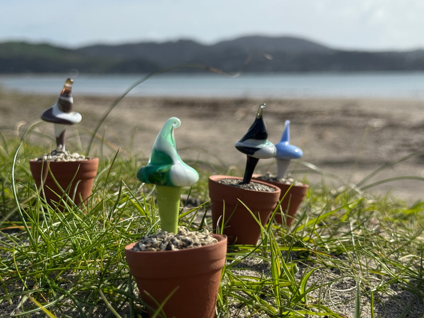 Whitianga's Magical Mushrooms